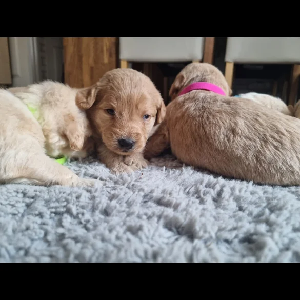 Labradoodle - Both