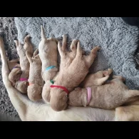 Labradoodle - Both