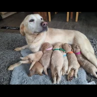 Labradoodle - Both
