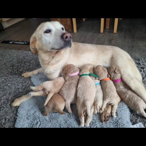 Labradoodle - Both
