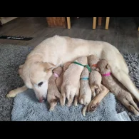 Labradoodle - Both
