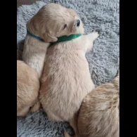 Labradoodle - Both