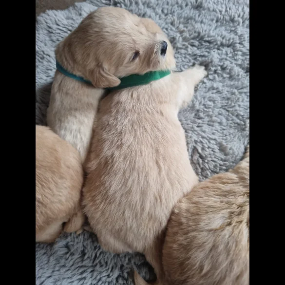 Labradoodle - Both
