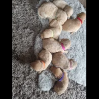 Labradoodle - Both