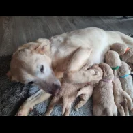 Labradoodle - Both