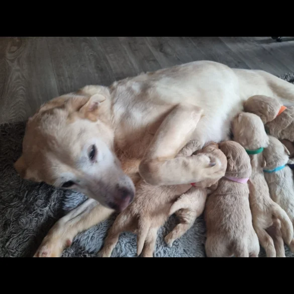 Labradoodle - Both