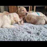 Labradoodle - Both