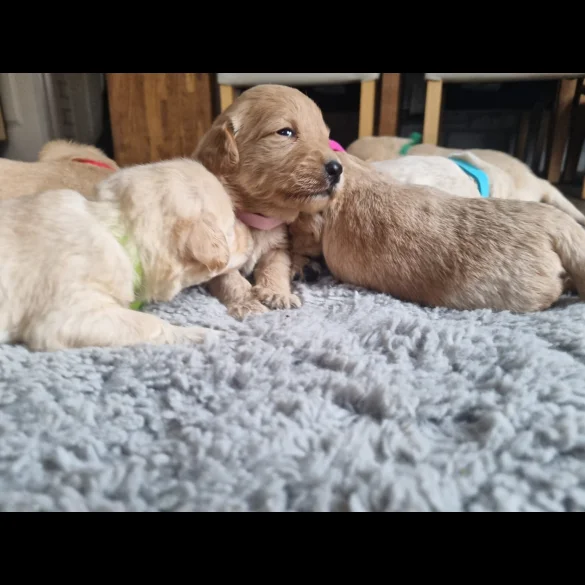 Labradoodle - Both