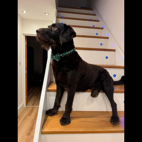 Labradoodle - Both