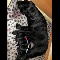 Labradoodle - Both