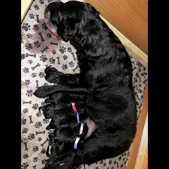 Labradoodle - Both