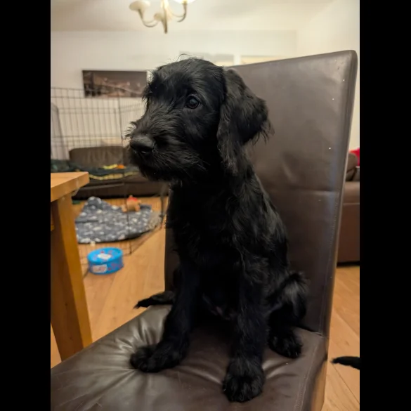Labradoodle - Both