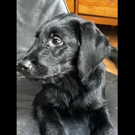 Labradoodle - Both