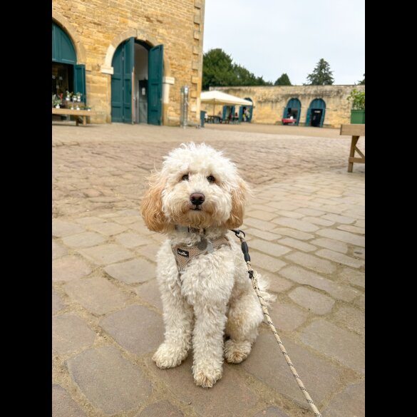 Cockapoo