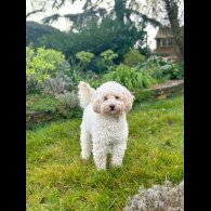 Cockapoo