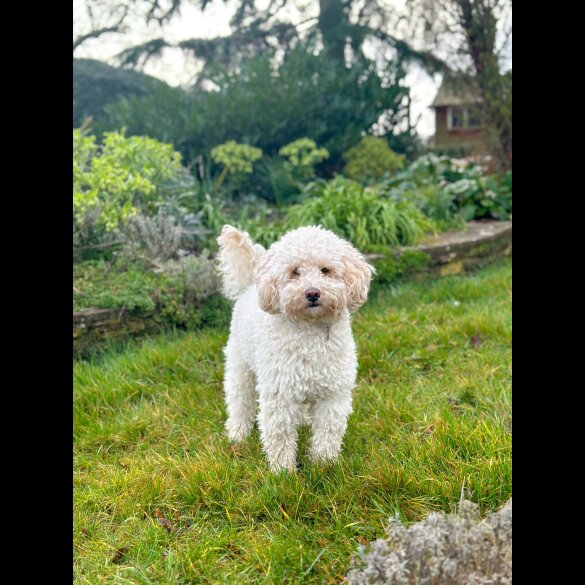 Cockapoo
