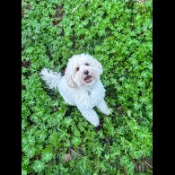 Cockapoo