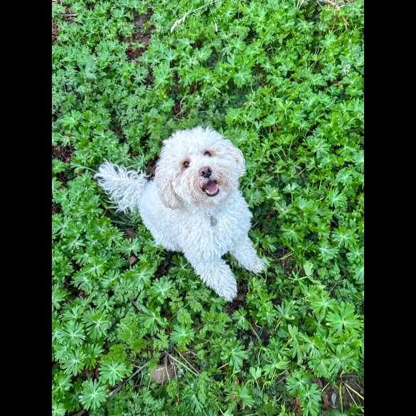Cockapoo