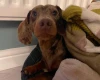 Dachshund (Smooth Haired)