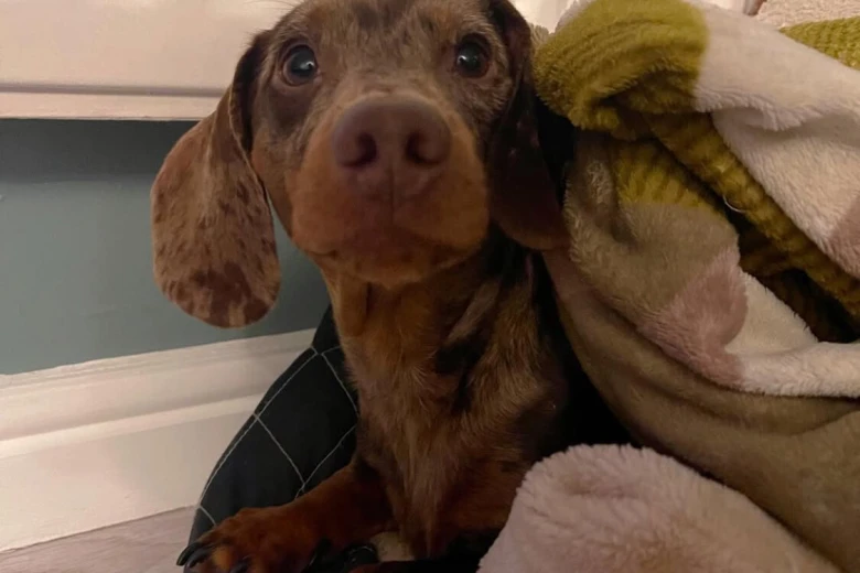 Dachshund (Smooth Haired)