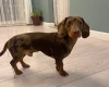 Dachshund (Smooth Haired)