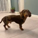 Dachshund (Smooth Haired)