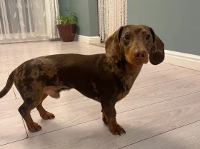 Dachshund (Smooth Haired)