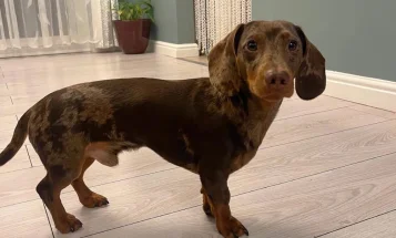 Dachshund (Smooth Haired)