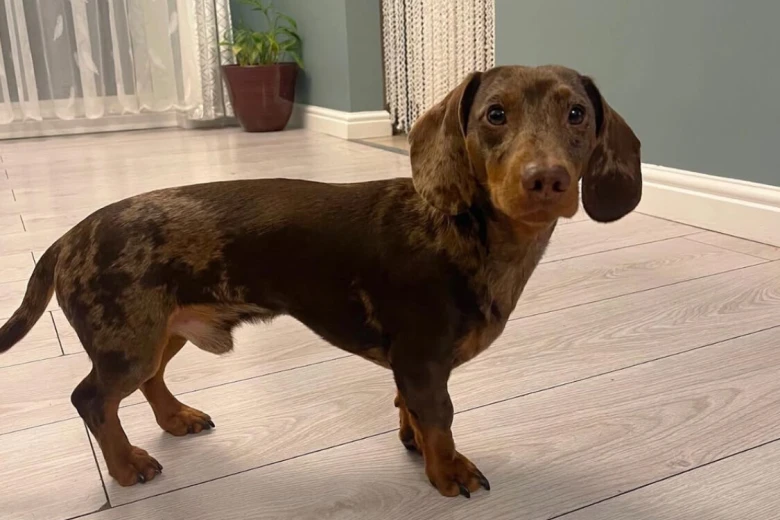 Dachshund (Smooth Haired)