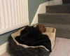 Dachshund (Smooth Haired)