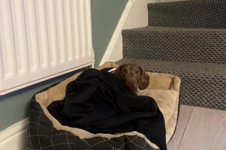 Dachshund (Smooth Haired)