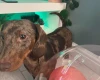 Dachshund (Smooth Haired)