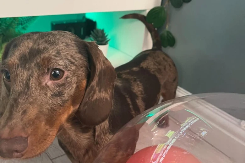 Dachshund (Smooth Haired)