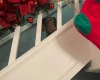Dachshund (Smooth Haired)