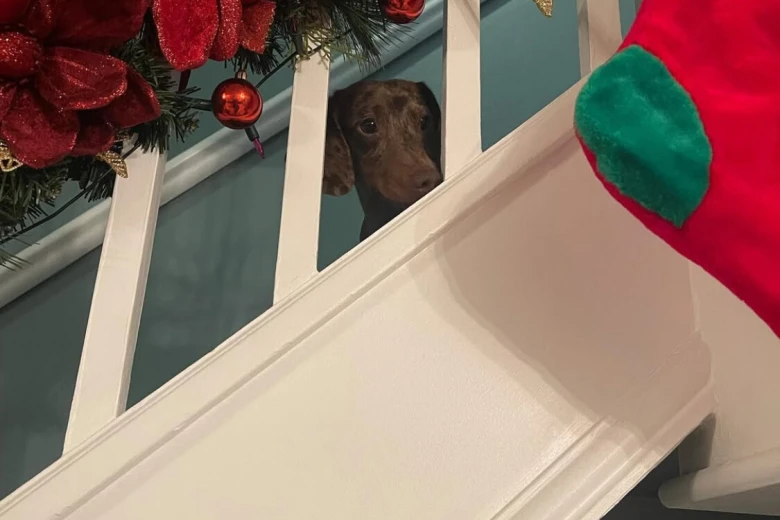 Dachshund (Smooth Haired)