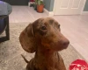 Dachshund (Smooth Haired)