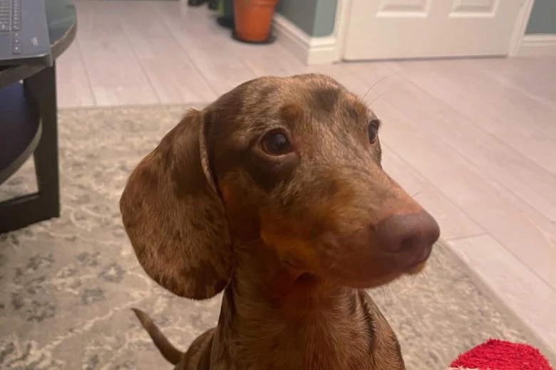Dachshund (Smooth Haired)