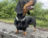 Dachshund (Smooth Haired)