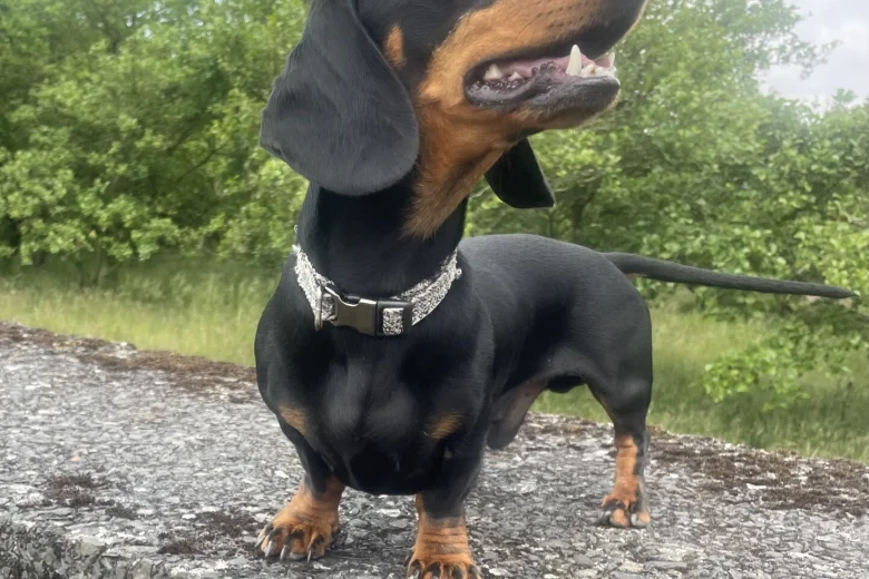 Dachshund (Smooth Haired)