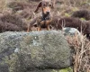 Dachshund (Smooth Haired)
