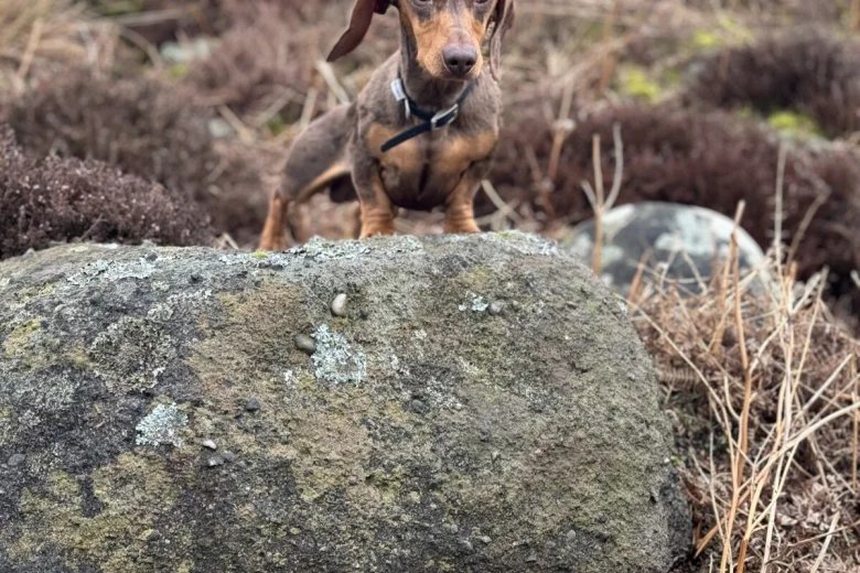 Dachshund (Smooth Haired)