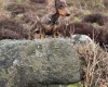 Dachshund (Smooth Haired)