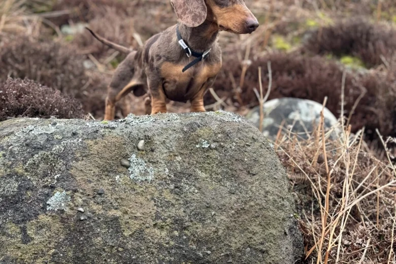 Dachshund (Smooth Haired)
