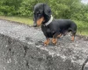 Dachshund (Smooth Haired)