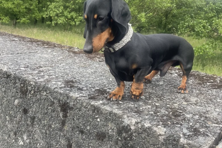 Dachshund (Smooth Haired)