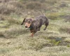 Dachshund (Smooth Haired)
