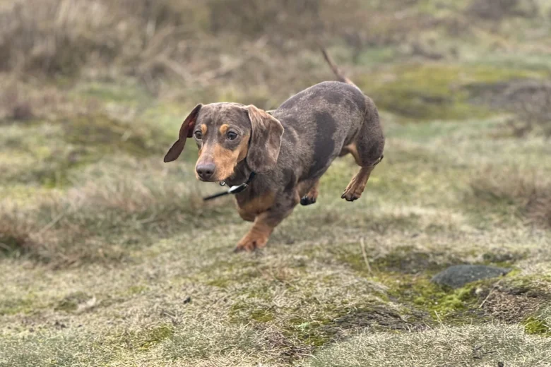 Dachshund (Smooth Haired)