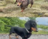 Dachshund (Smooth Haired)