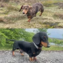 Dachshund (Smooth Haired)