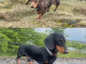Dachshund (Smooth Haired)